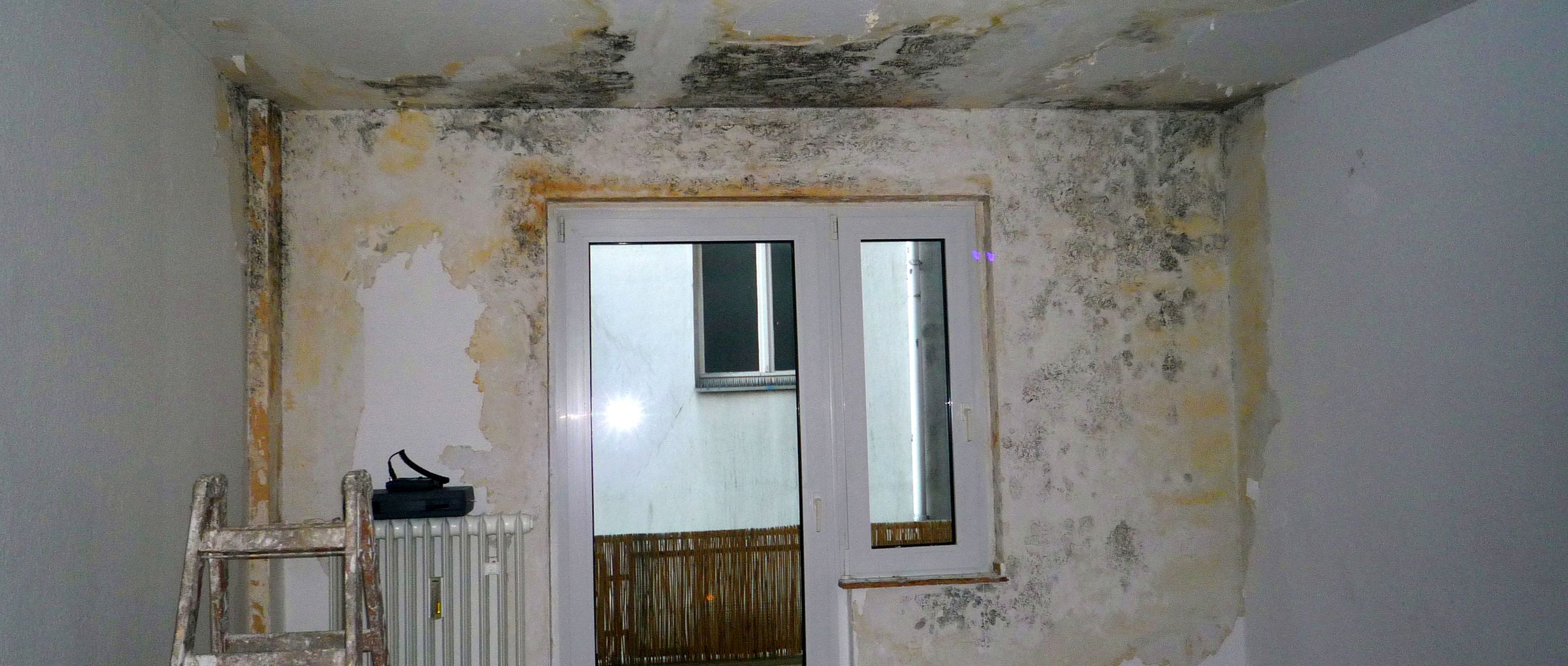 Gutachter Schimmel entfernen Wohnung Ursachen Sanierung Bautrockner Berlin